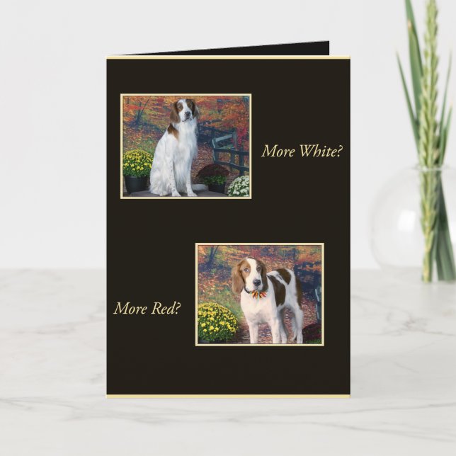 Funny Irish Red and White Setter Birthday Card (Front)