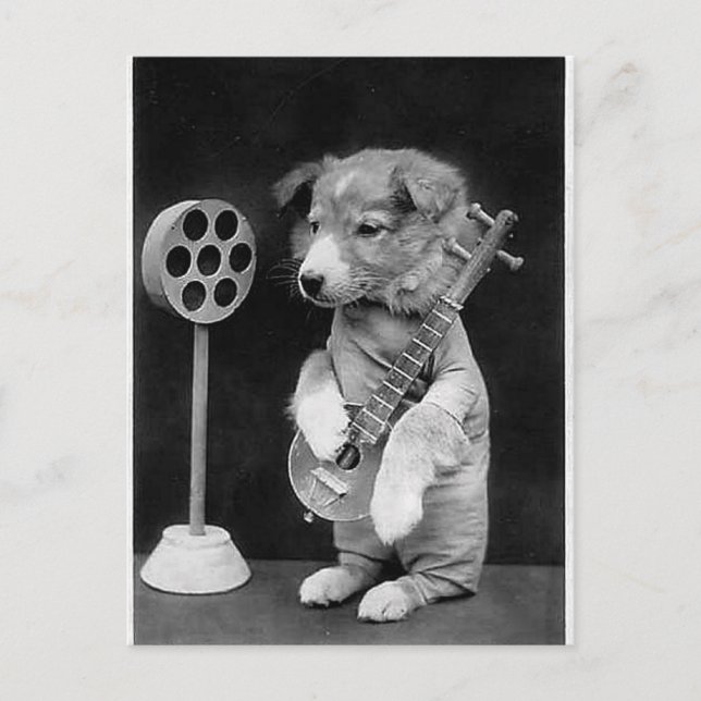 Funny JACK RUSSELL Terrier dog playing banjo Postcard (Front)