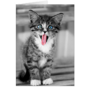 Funny Kitten