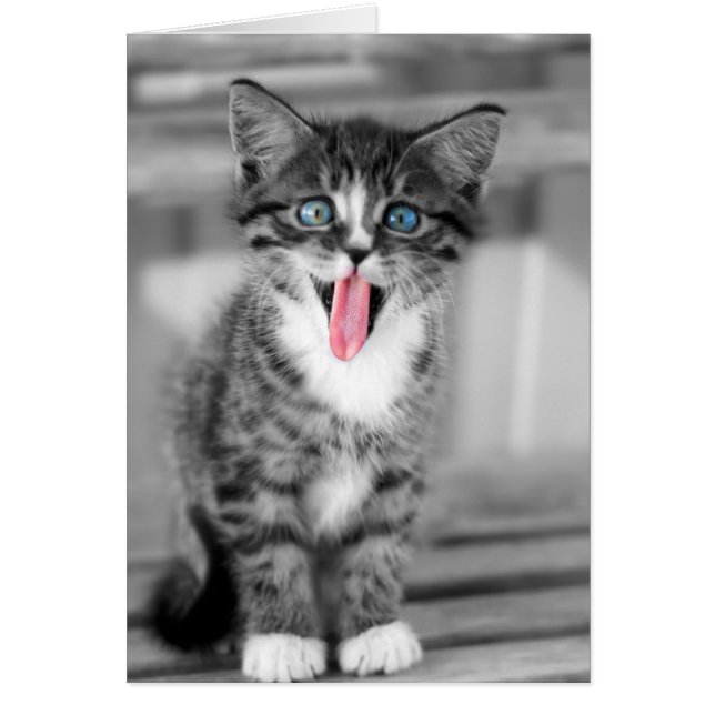 Funny Kitten (Front)
