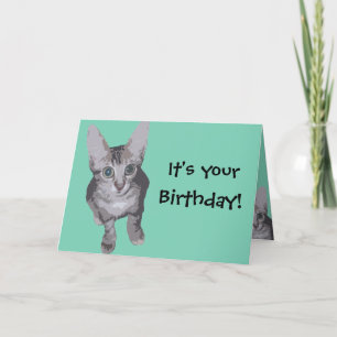 Funny Kitten Birthday Card