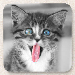 Funny Kitten Coaster