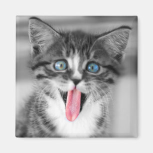 Funny Kitten Magnet