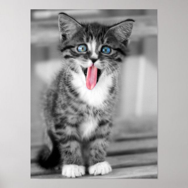 Funny Kitten Poster (Front)