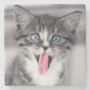 Funny Kitten Stone Coaster