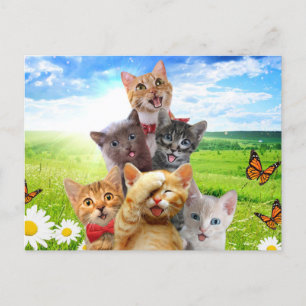 Funny kittens in green field.                      postcard