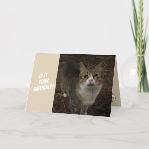 Funny Kitty Birthday Card