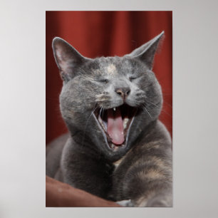 Funny kitty poster