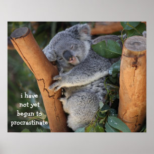 Funny Koala Bear Poster; Procrastination Poster