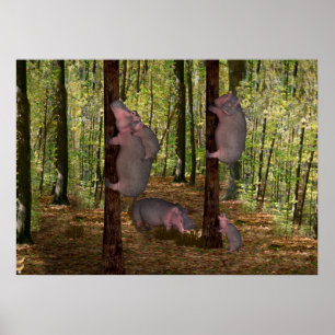 Funny Koala-Wannabe Hippos Poster