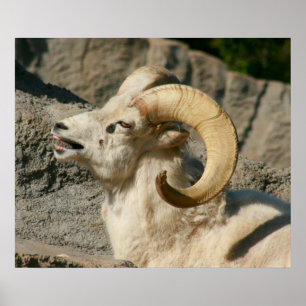 Funny Laughing Bighorn Sheep or Ram Poster