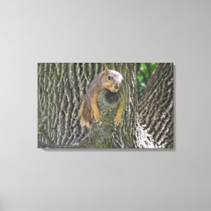 Funny Lazy Squirrel in a Tree Photography Wall Art