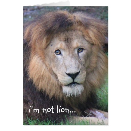 Funny Lion Birthday Card | Zazzle