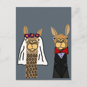 Funny Llama Bride and Groom Wedding Art Postcard