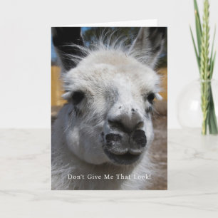 Funny Llama Photo Don't Give Me That Look Greeting Card