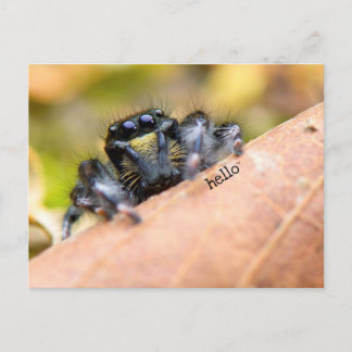 Funny-looking Hairy Spider Custom Greetings © Postcard