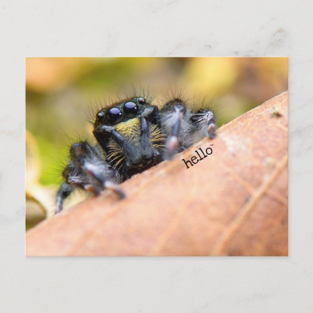 Funny-looking Hairy Spider Custom Greetings © Postcard (Front)