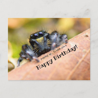 Funny-looking Hairy Spider Custom Happy Birthday © Postcard