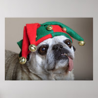 Funny looking pug with tongue hanging out