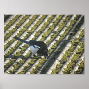 Funny Magpie Print