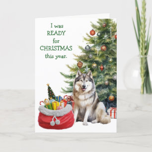 Funny Malamute Dog Ready for Christmas Holiday Card