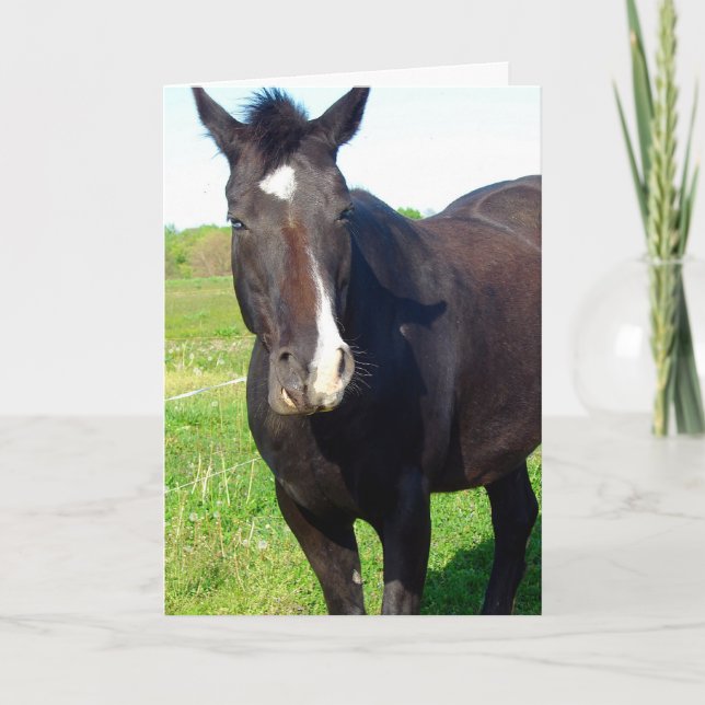 Funny Mare Birthday Card (Front)