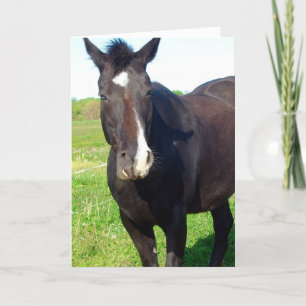 Funny Mare Birthday Card