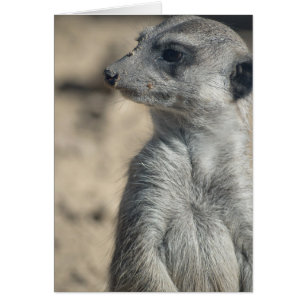 Funny Meerkat
