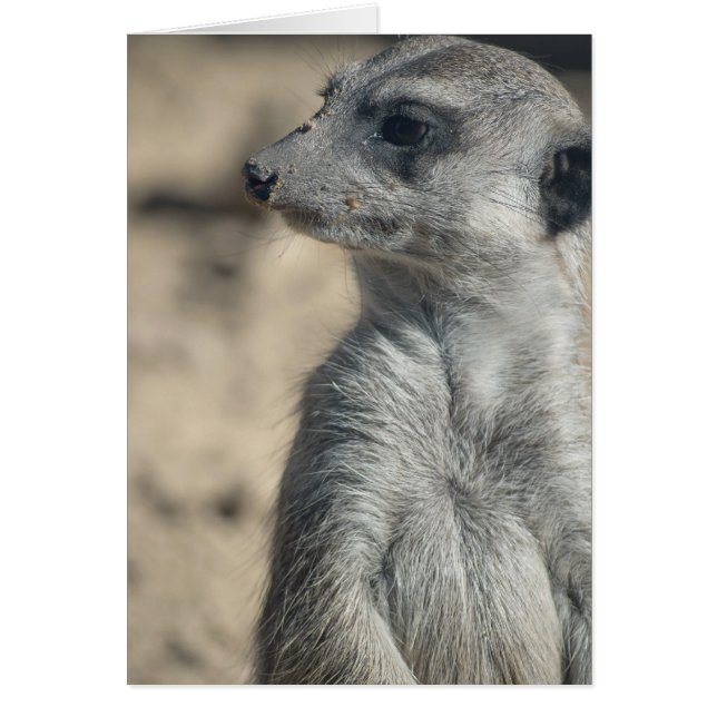 Funny Meerkat (Front)