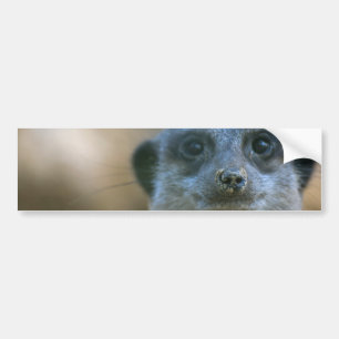Funny Meerkat Bumper Sticker