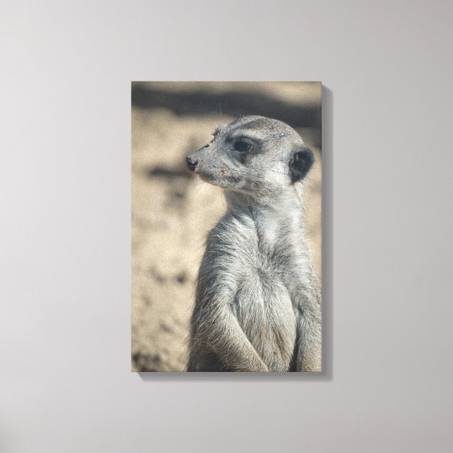 Funny Meerkat Canvas Print (Front)