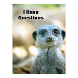 Funny Meerkat I Have Questions Animal Humour Photo Print