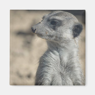 Funny Meerkat Magnet