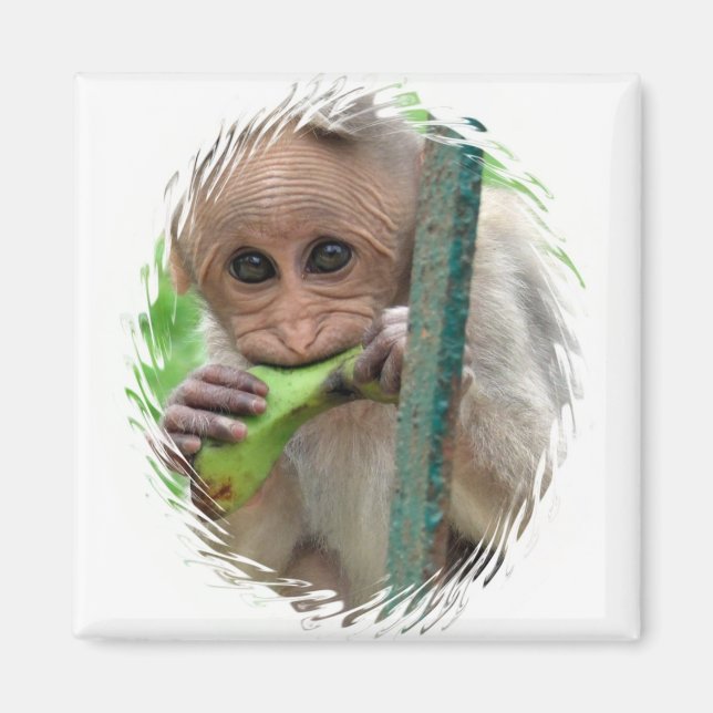 Funny Monkey Picture Magnet (Front)