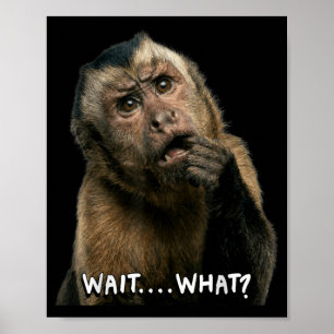 Funny monkey slang quote wait what meme cute poster