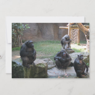 funny monkeys