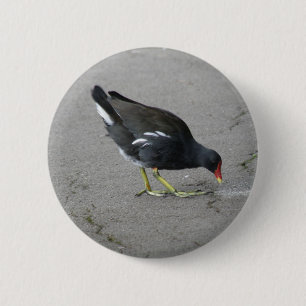 Funny Moorhen Take a Bow Button