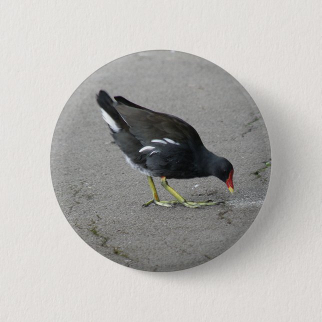Funny Moorhen Take a Bow Button (Front)