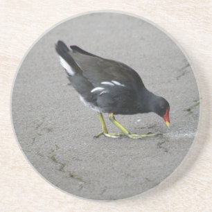 Funny Moorhen Take a Bow Coasters