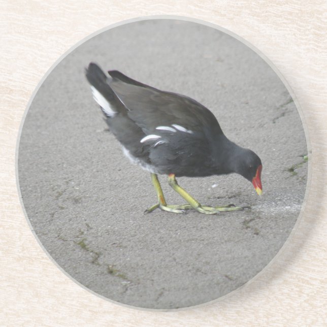 Funny Moorhen Take a Bow Coasters (Front)