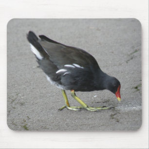 Funny Moorhen Take a Bow Mousepad