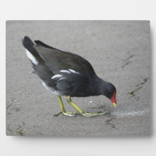 Funny Moorhen Take a Bow Plaque