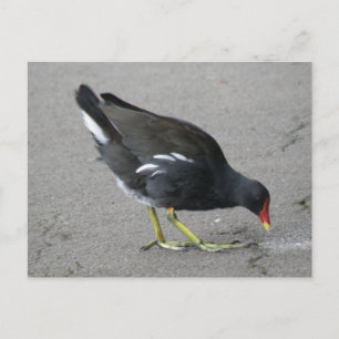 Funny Moorhen Take a Bow Postcard