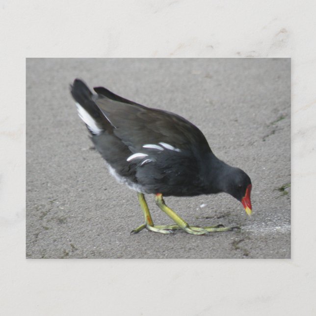 Funny Moorhen Take a Bow Postcard (Front)
