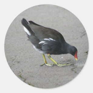 Funny Moorhen Take a Bow Stickers