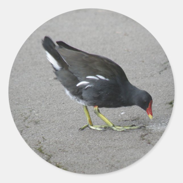 Funny Moorhen Take a Bow Stickers (Front)