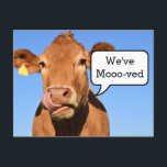 Funny Moving House | We've Moved Announcement Postcard<br><div class="desc">Funny moving announcement postcard featuring a rustic humourous cow,  with a speech bubble saying "We've Mooo-ved". Amusing way to inform family and friends that you have changed your address.</div>