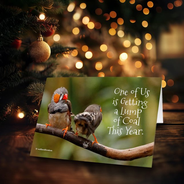 Funny Naughty or Nice Cheeky Pair of Zebra Finches (Funny Zebra Finches Christmas Card Cover Photo)