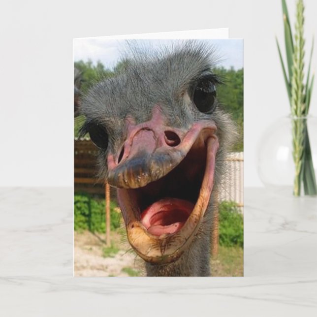 Funny Ostrich Bird Photo What's Up Card (Front)