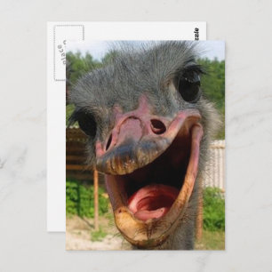 Funny Ostrich Bird Photo What's Up Postcard